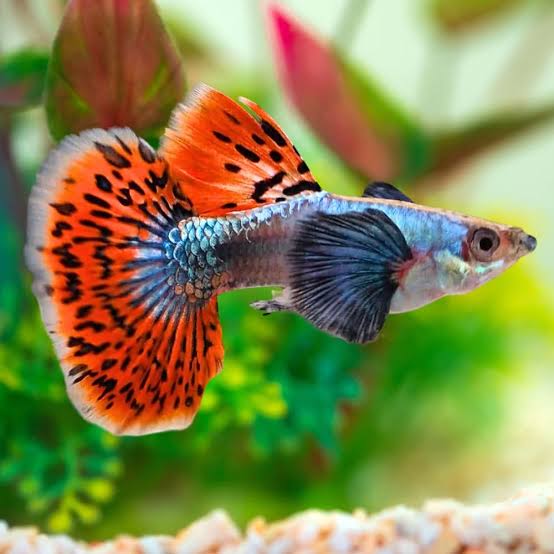 Guppy Dumbo Ear Red Mosaic M