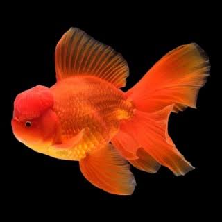 Oranda Red