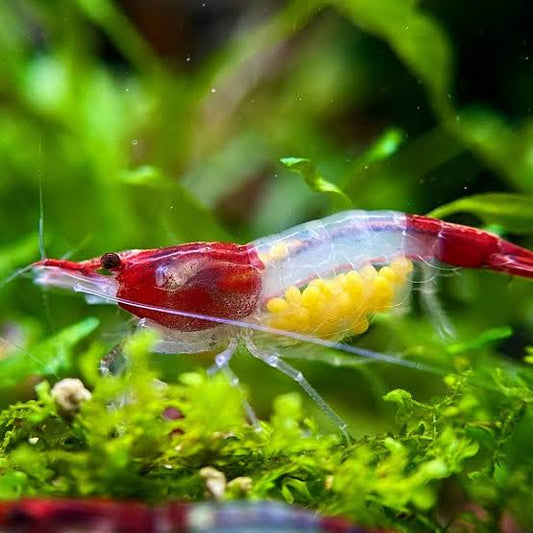 Red Rili