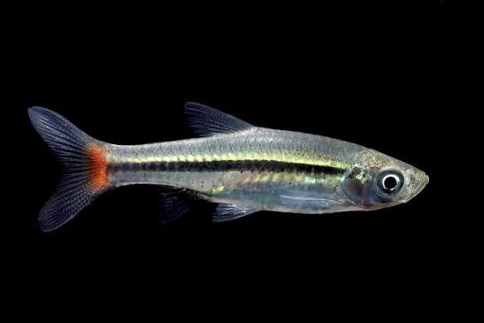 Rasbora Redtail
