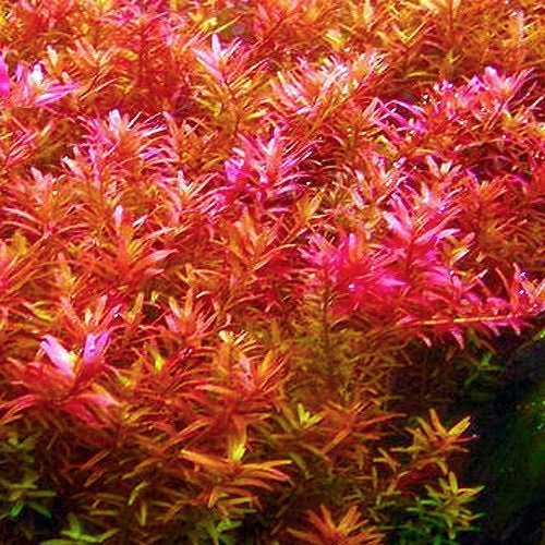 Rotala Magenta
