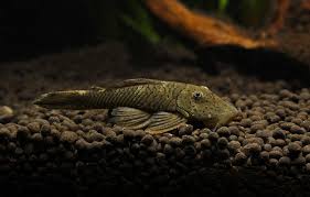 Rubberlip Pleco