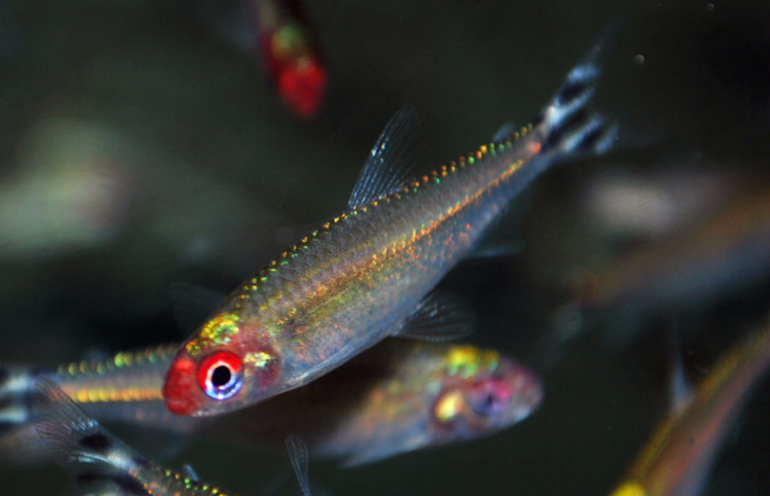 Rummynose Tetra