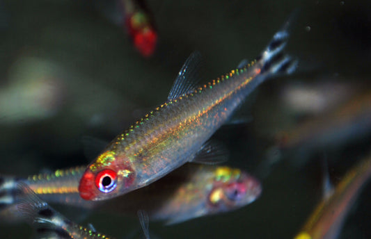 Rummynose Tetra