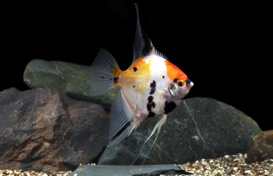 Mixed Angelfish (SM)