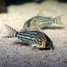 Schwartzi Cory