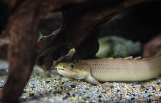 Senegal Bichir