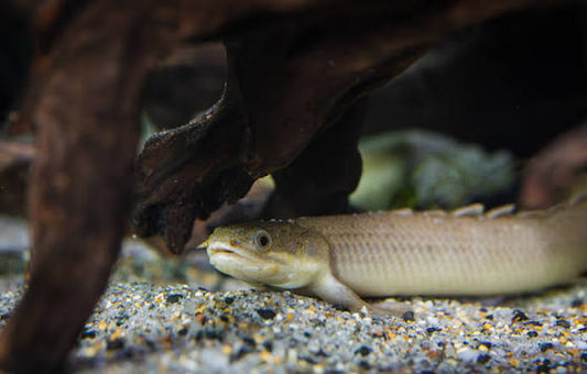 Senegal Bichir