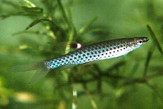Splash Tetra