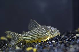Sterbai Cory