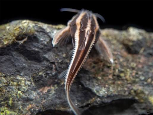 Catfish Striped Raphael