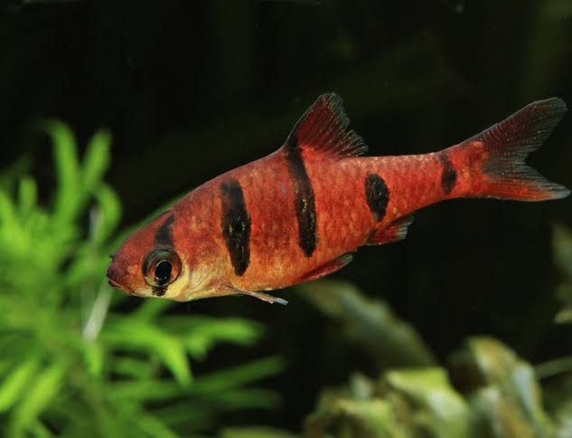 Striped Barb
