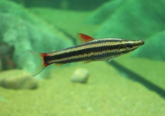 Headstander Striped