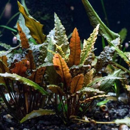 Crypt Wendtii Bronze