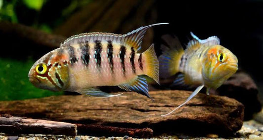 Acara Zebra