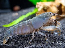 African Viper Shrimp