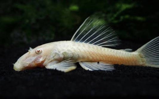 BN Pleco Albino