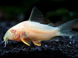 Albino Cory