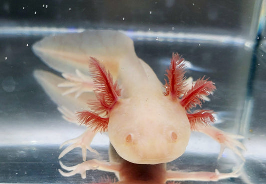 Albino Axolotl