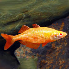 Orange Albino Millennium Rainbow