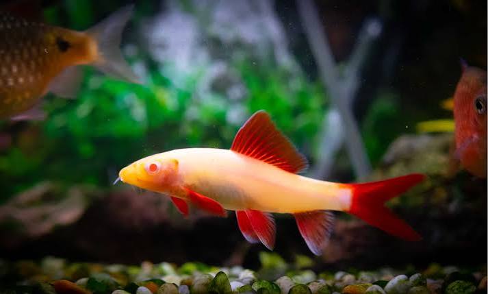 Albino Shark