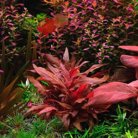 Alternanthera Reineckii TC