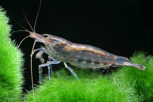 Amano