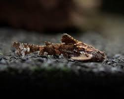 Anchor Catfish