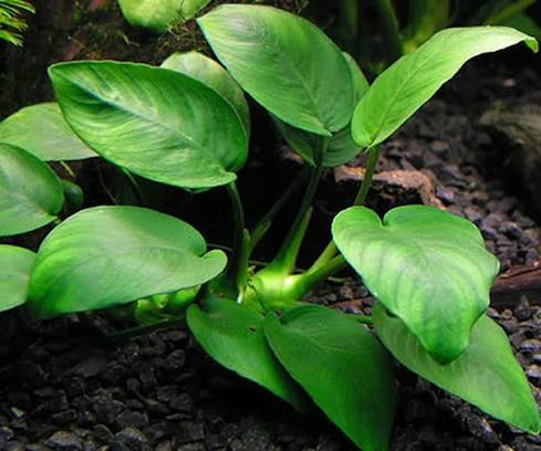 Anubias Barteri Xl