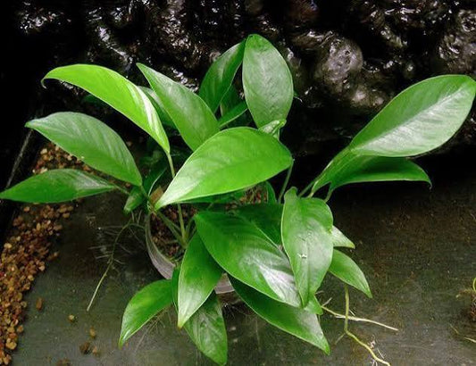 Anubias Congensis Xl