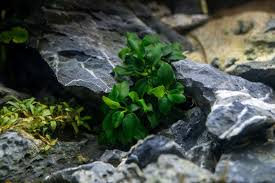 Anubias Dark Angel