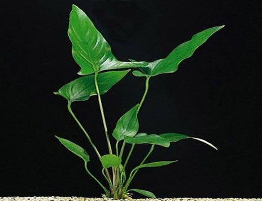 Anubias Hastifolia Xl