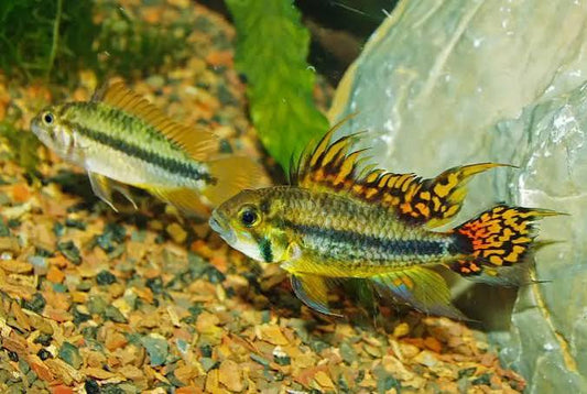 Apisto Cacatuoides