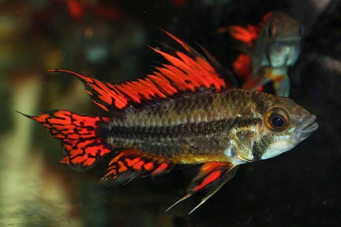 Apisto Cacuatoides Double Red