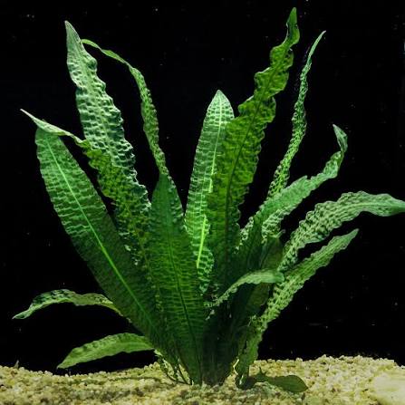 Apon. Bolivianus