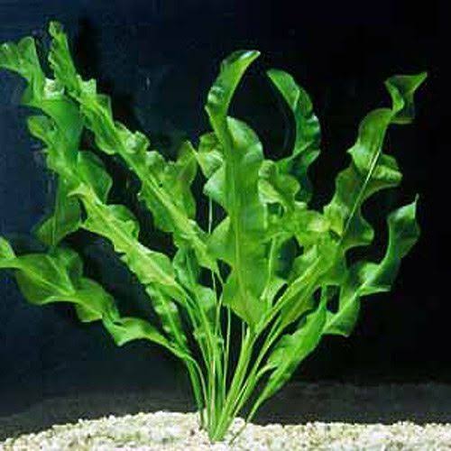 Apon. Ulvaceus