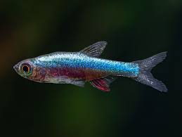 Rasbora Blue Axelrodi
