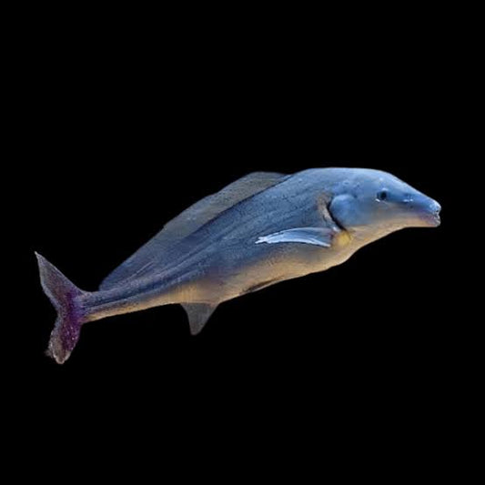 Mormyrus Baby Dolphin