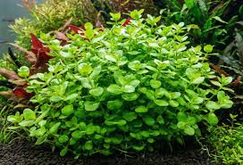 Bacopa Australis