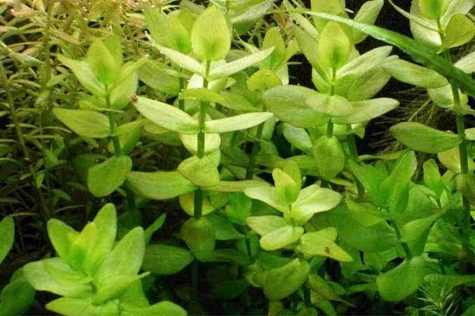 Bacopa Carolinia