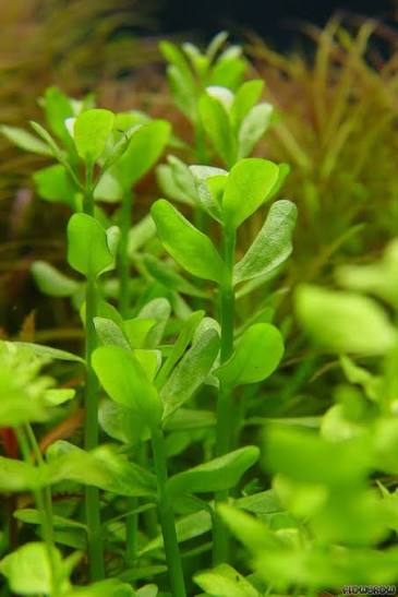 Bacopa Monerii