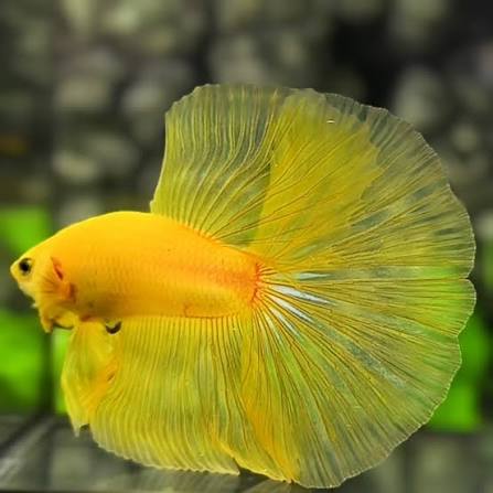 Betta Male Yellow Banana