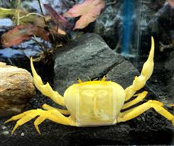 Banana Crab