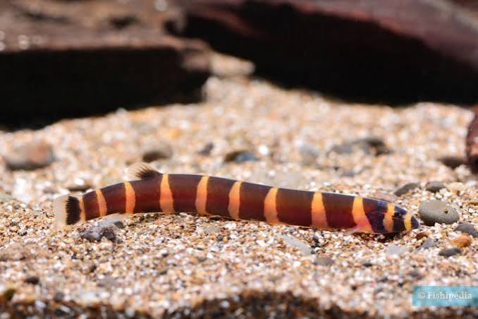 Loach Kuhlii