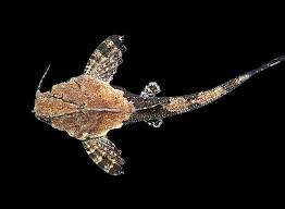 Banjo Catfish