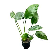 Anubias Barteri