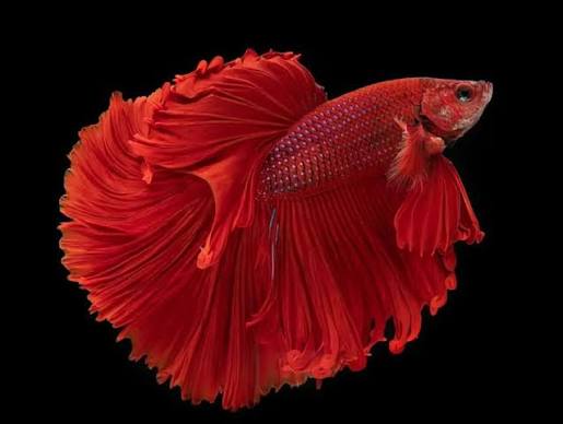 Betta Male Standard