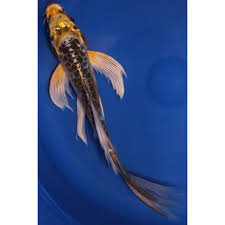 Premium Butterfly Koi 10-12"