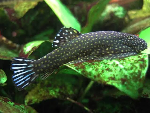 Loach Hillstream Big Spot
