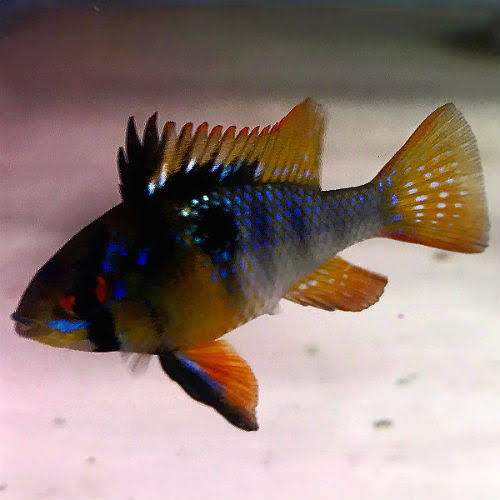 Ram Black German